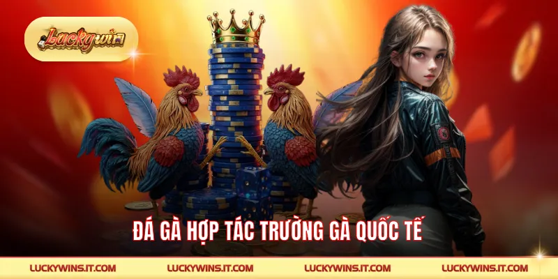 Đá gà hợp tác trường gà quốc tế